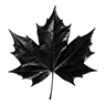 Nicotine Pouches Canada